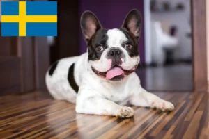 Read more about the article Francia bulldog tenyésztők és kölykök Svédországban