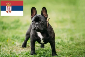 Read more about the article Francia bulldog tenyésztők és kölykök Szerbiában