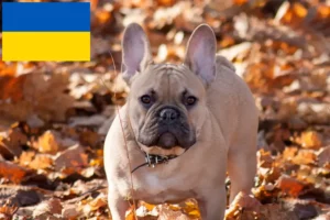 Read more about the article Francia bulldog tenyésztők és kölykök Ukrajnában