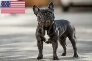 Read more about the article Francia bulldog tenyésztők és kölykök az USA-ban