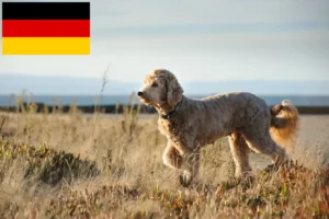 Read more about the article Goldendoodle tenyésztők és kiskutyák Németországban