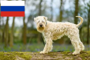 Read more about the article Irish Soft Coated Wheaten Terrier tenyésztők és kölykök Oroszországban