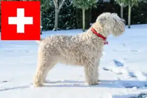 Read more about the article Irish Soft Coated Wheaten Terrier tenyésztők és kölykök Svájcban