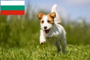 Read more about the article Jack Russell tenyésztők és kiskutyák Bulgáriában
