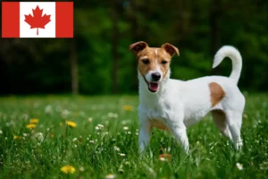 Read more about the article Jack Russell tenyésztők és kiskutyák Kanadában