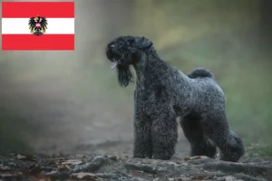 Read more about the article Kerry Blue Terrier tenyésztők és kölykök Ausztriában