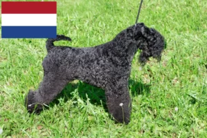 Read more about the article Kerry Blue Terrier tenyésztők és kölykök Hollandiában