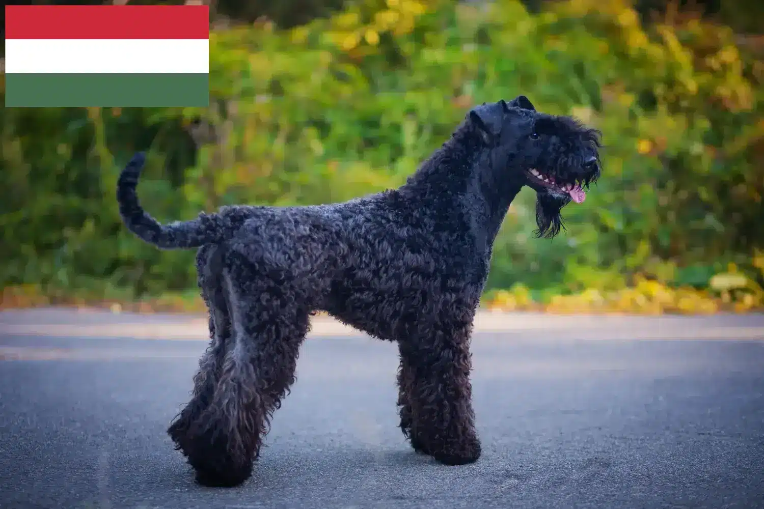 Read more about the article Kerry Blue Terrier tenyésztők és kölykök Magyarországon