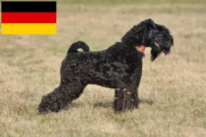 Read more about the article Kerry Blue Terrier tenyésztők és kiskutyák Németországban