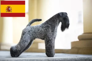 Read more about the article Kerry Blue Terrier tenyésztők és kölykök Spanyolországban