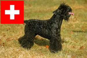 Read more about the article Kerry Blue Terrier tenyésztők és kölykök Svájcban