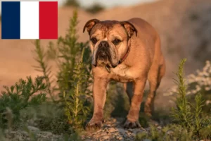 Read more about the article Kontinentális bulldog tenyésztők és kölykök Franciaországban