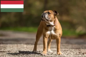 Read more about the article Kontinentális bulldog tenyésztők és kölykök Magyarországon