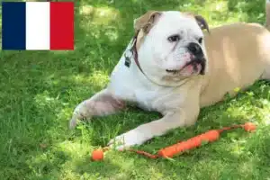 Read more about the article Kontinentális bulldog tenyésztők és kölykök Réunionban