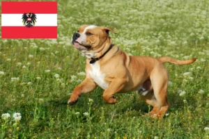 Read more about the article Kontinentális bulldog tenyésztők és kölykök Ausztriában