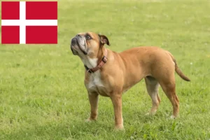 Read more about the article Kontinentális bulldog tenyésztők és kölykök Dániában