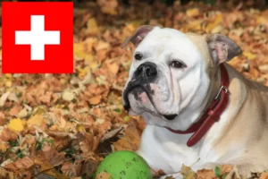 Read more about the article Kontinentális bulldog tenyésztők és kölykök Svájcban