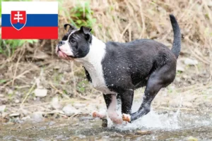 Read more about the article Kontinentális bulldog tenyésztők és kölykök Szlovákiában