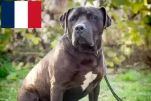 Read more about the article Labrastaff tenyésztők és kiskutyák Franciaországban