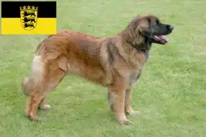 Read more about the article Leonberger tenyésztők és kölykök Baden-Württembergben