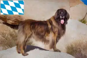 Read more about the article Leonberger tenyésztők és kiskutyák Bajorországban