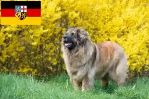 Read more about the article Leonberger tenyésztők és kölykök Saarlandban