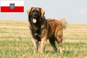 Read more about the article Leonberger tenyésztők és kölykök Türingiában