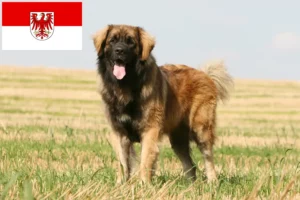 Read more about the article Leonberger tenyésztők és kölykök Brandenburgban