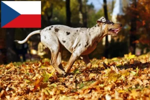 Read more about the article Louisiana Catahoula Leopard kutya tenyésztő és kölykök Csehországban