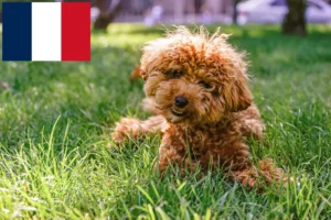 Read more about the article Maltipoo tenyésztők és kölykök Franciaországban