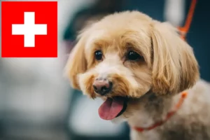 Read more about the article Maltipoo tenyésztők és kölykök Svájcban