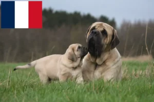 Read more about the article Mastiff tenyésztők és kölykök Franciaországban