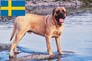 Read more about the article Mastiff tenyésztők és kölykök Svédországban