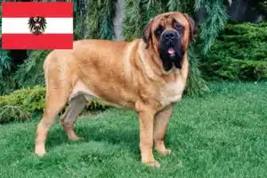 Read more about the article Mastiff tenyésztők és kölykök Ausztriában