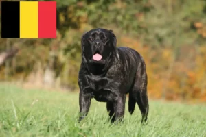 Read more about the article Mastiff tenyésztők és kölykök Belgiumban