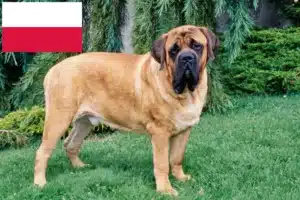 Read more about the article Mastiff tenyésztők és kölykök Lengyelországban