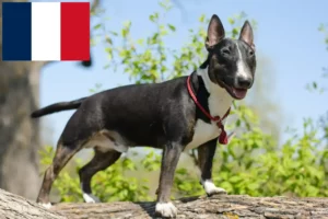 Read more about the article Miniature Bull Terrier tenyésztők és kölykök Franciaországban