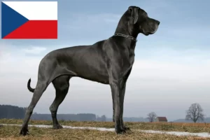 Read more about the article Német dog tenyésztők és kölykök Csehországban