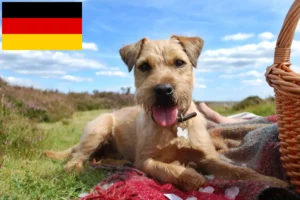 Read more about the article Patterdale terrier tenyésztők és kölykök Németországban