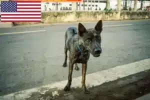 Read more about the article Phu Quoc Ridgeback tenyésztők és kölykök az USA-ban