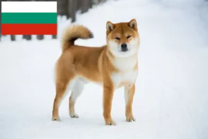 Read more about the article Shiba tenyésztők és kiskutyák Bulgáriában