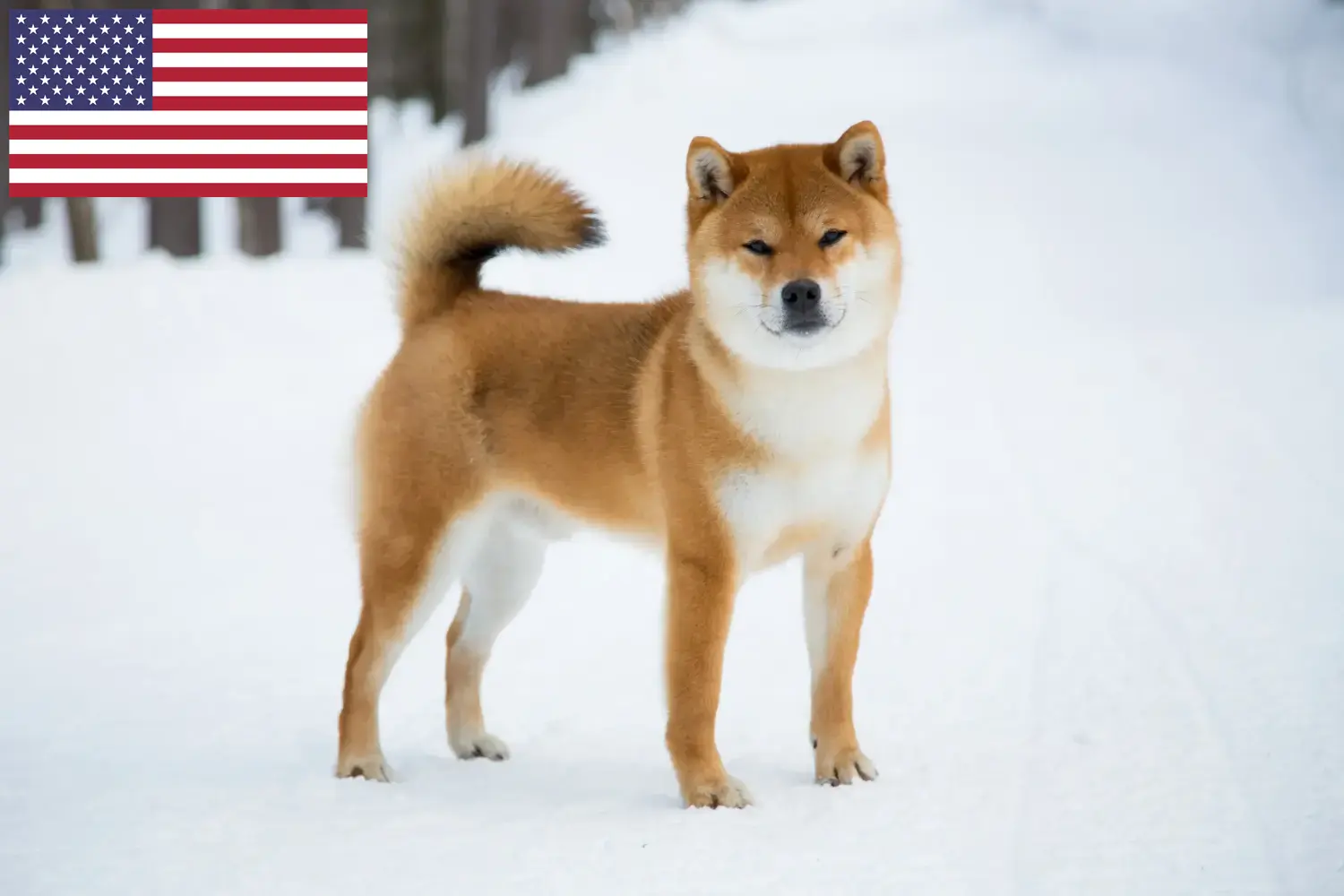 Read more about the article Shiba tenyésztők és kölykök az USA-ban