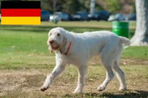 Read more about the article Spinone Italiano tenyésztők és kiskutyák Németországban