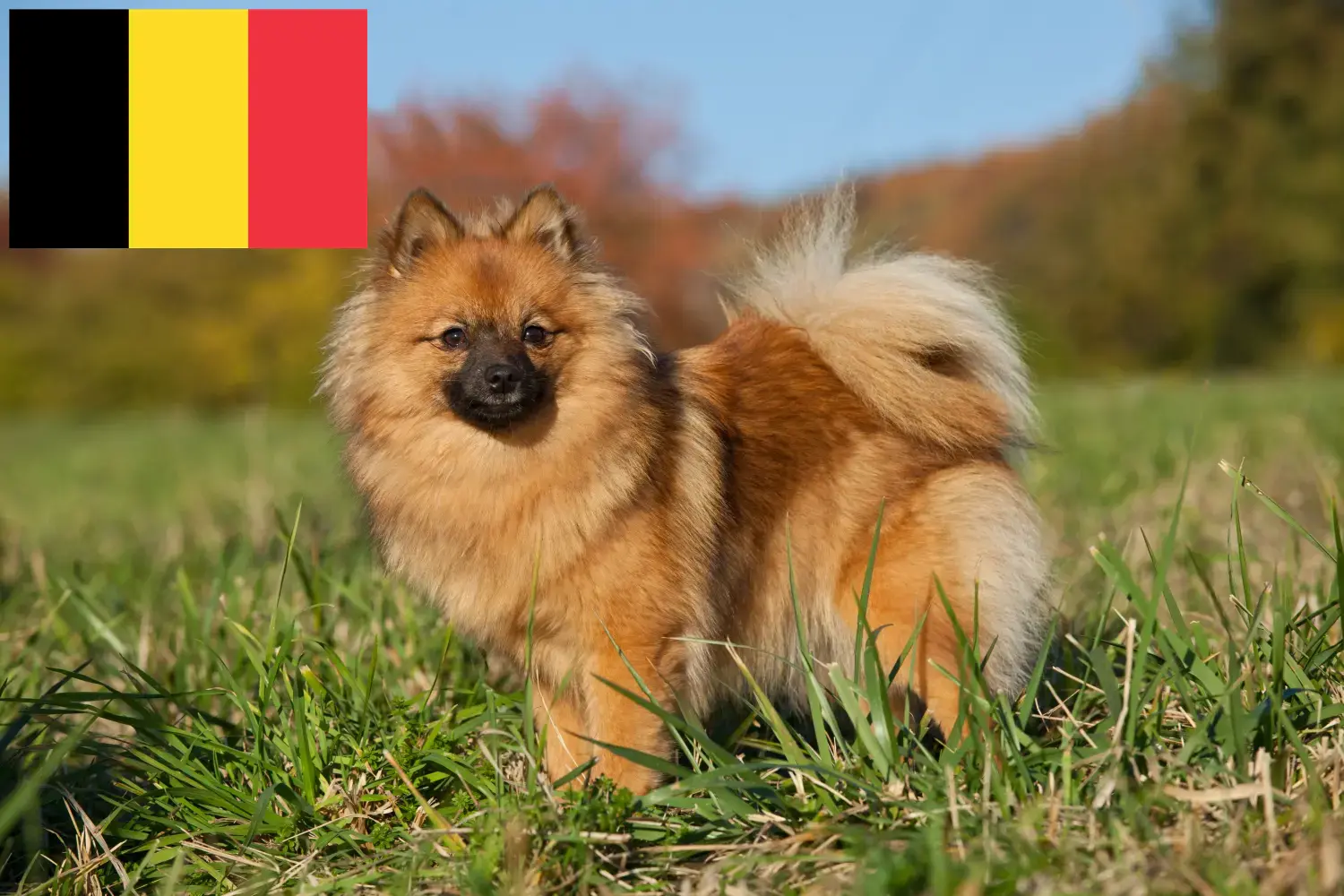 Read more about the article Spitz tenyésztők és kiskutyák Belgiumban