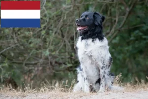 Read more about the article Stabij tenyésztők és kölykök Hollandiában