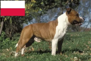 Read more about the article Staffordshire Bull Terrier tenyésztők és kölykök Lengyelországban