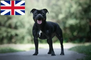Read more about the article Staffordshire Bull Terrier tenyésztők és kölykök az Egyesült Királyságban