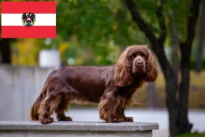 Read more about the article Sussex-Spaniel tenyésztők és kölykök Ausztriában