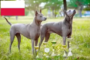 Read more about the article Thai Ridgeback tenyésztők és kölykök Lengyelországban