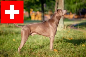 Read more about the article Thai Ridgeback tenyésztők és kölykök Svájcban